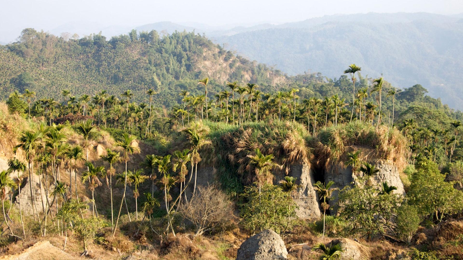台灣咖啡的故事| 森高砂咖啡